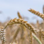 Cereals and legumes