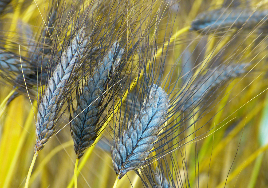 Cooking with Tuscan Legumes & Ancient Grains