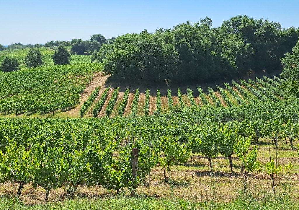 rural_food_farm_img2