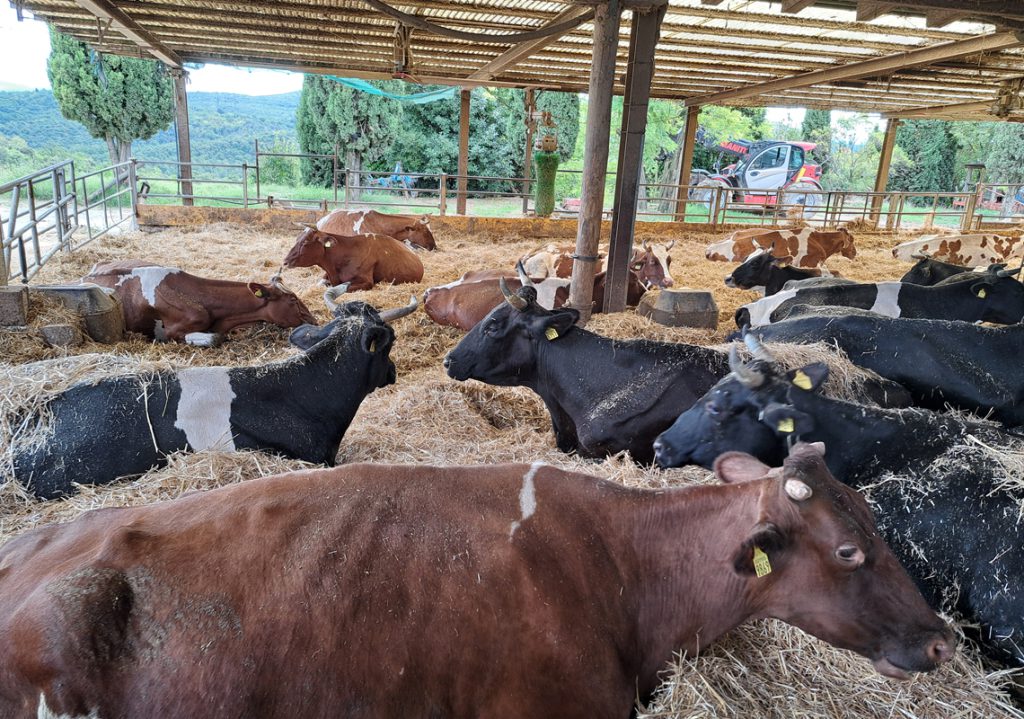 rural_food_farm_img3