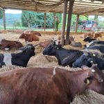 rural_food_farm_img3