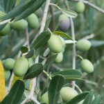 Dinner with the Farmer – A Taste of the Pisa Hills