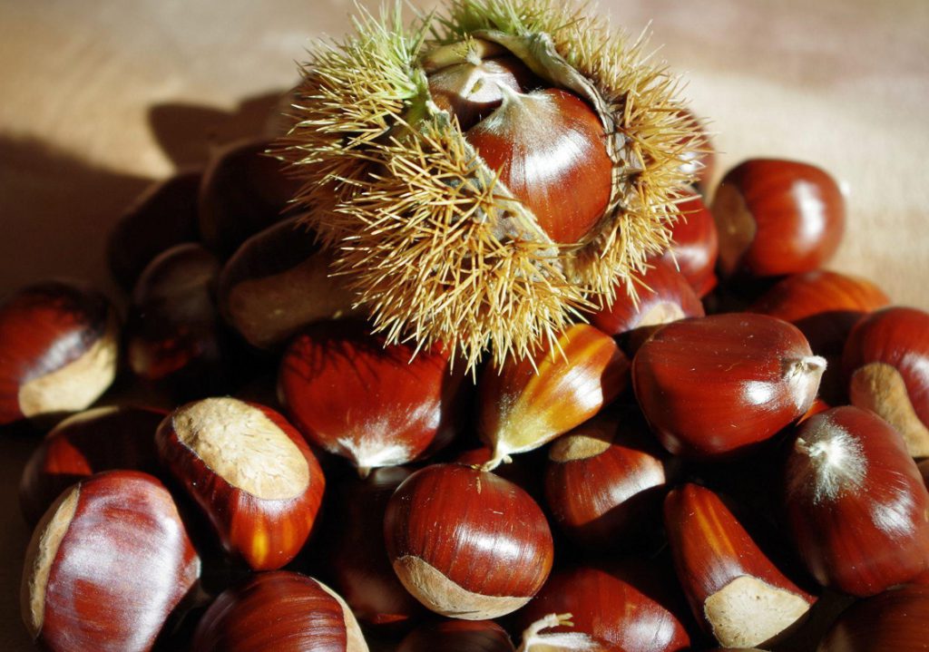 Dolce Toscana – Pasticceria con Ingredienti del Territorio