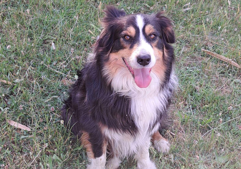 Family Morning at the Farm: Meet the Farmer, Milk the Goats & Taste the Cheese