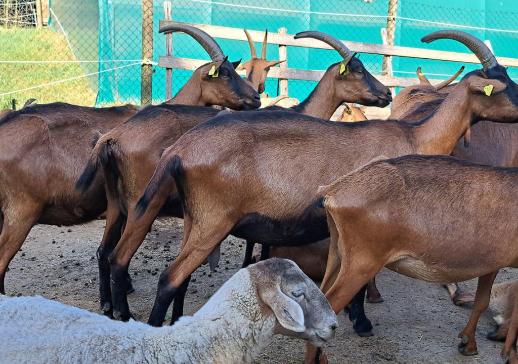 Family Morning at the Farm: Meet the Farmer, Milk the Goats & Taste the Cheese
