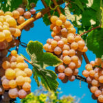 Guided Wine Tasting – Discover Tuscany’s Native Grapes