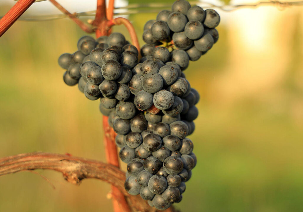 Guided Wine Tasting – Discover Tuscany’s Native Grapes
