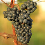 Guided Wine Tasting – Discover Tuscany’s Native Grapes