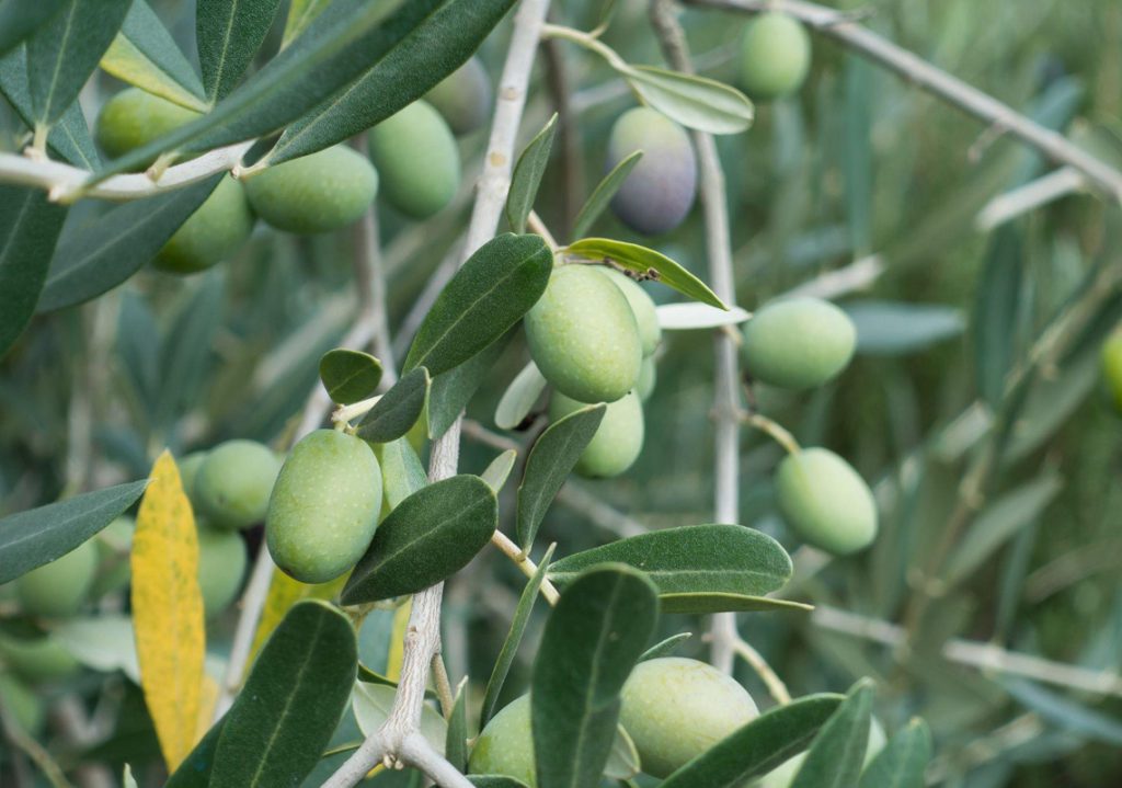 L’Oro della Toscana – L’Esperienza dell’Olio d’Oliva, dall’Albero alla Tavola
