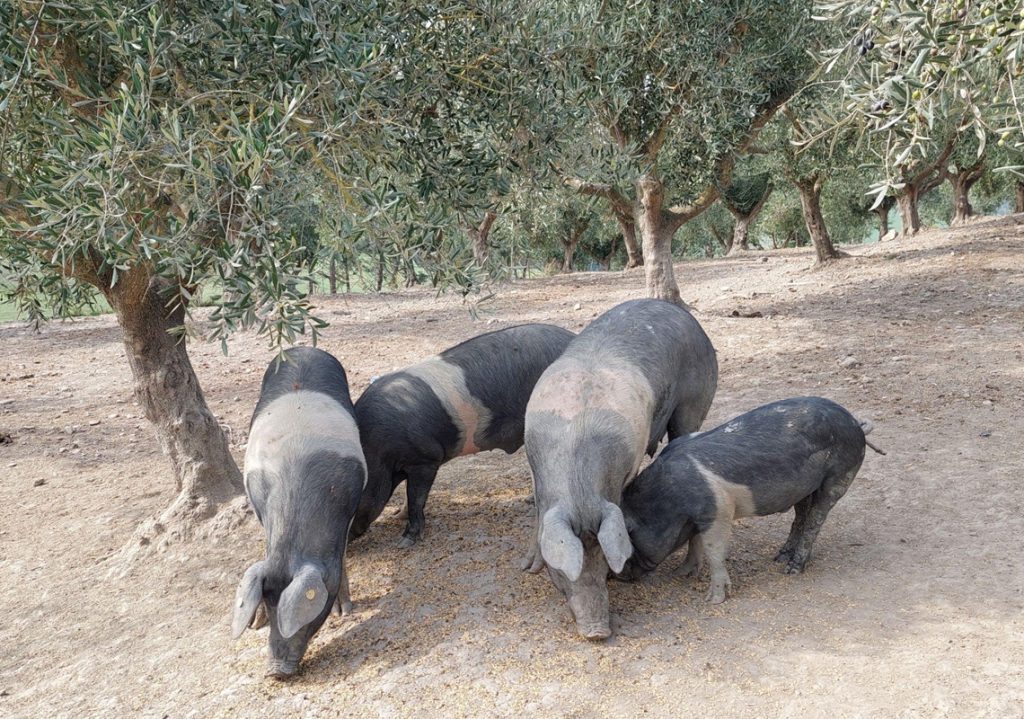 I Sapori della Tradizione – Degustazione Guidata di Salumi Toscani