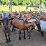 Tradition Meets Creativity: Cheesemaking & Contemporary Art in Tuscany