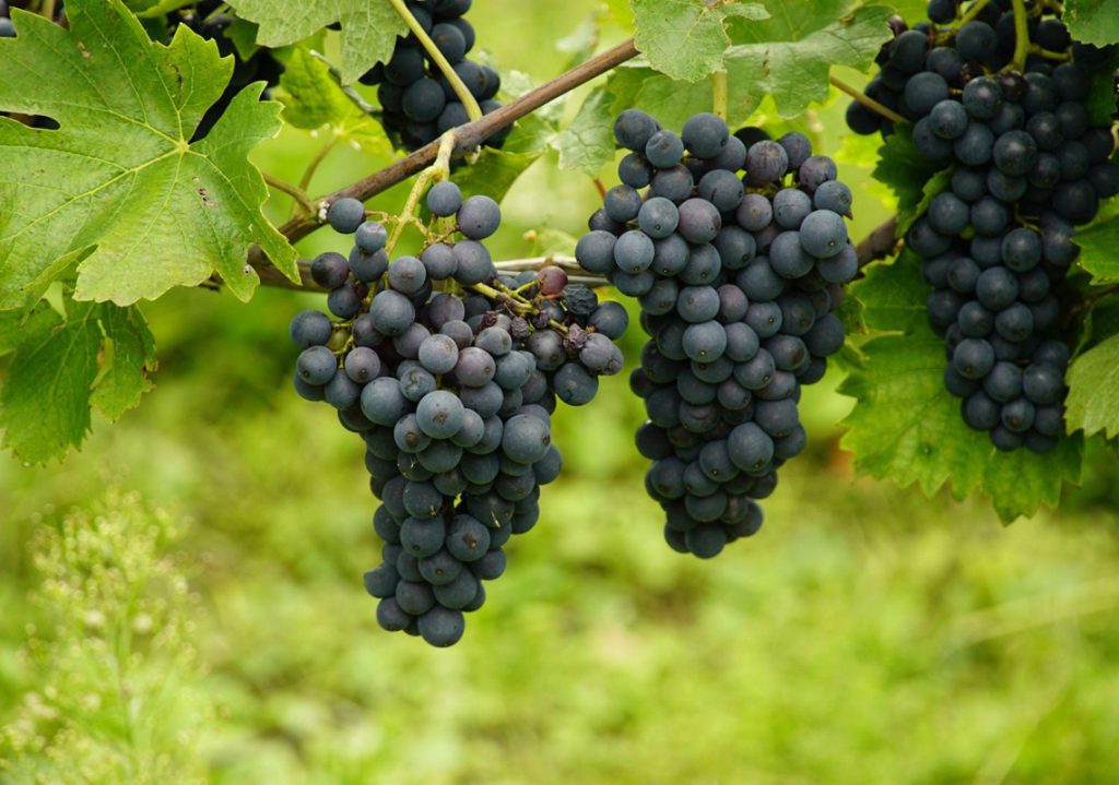 Un Vino da Conoscere: I Tesori Nascosti della Toscana del Nord