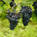 Un Vino da Conoscere: I Tesori Nascosti della Toscana del Nord