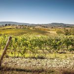 Un Vino da Conoscere: I Tesori Nascosti della Toscana del Nord