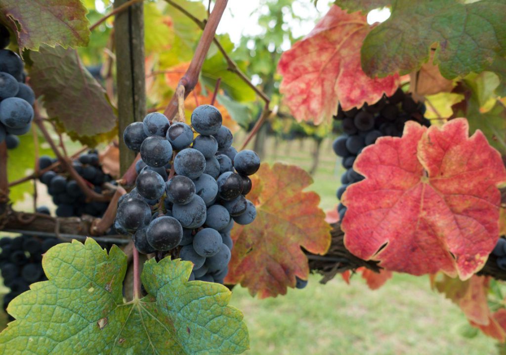 I Vini Nascosti del Nord della Toscana – Degustazione Guidata da Lucca alle Apuane