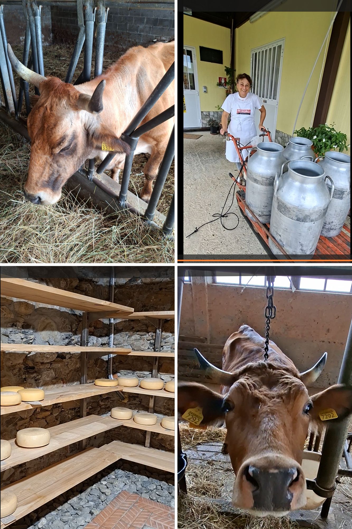 Have You Ever Heard About the Pontremolese Cow?